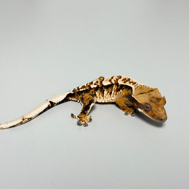 텐저린 트라이 익스트림할리퀸