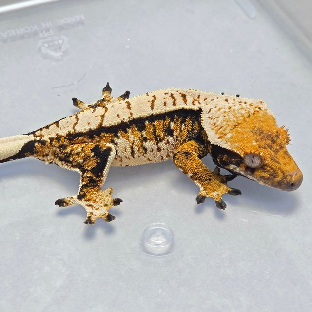 트라이 익스트림할리퀸 텐저린