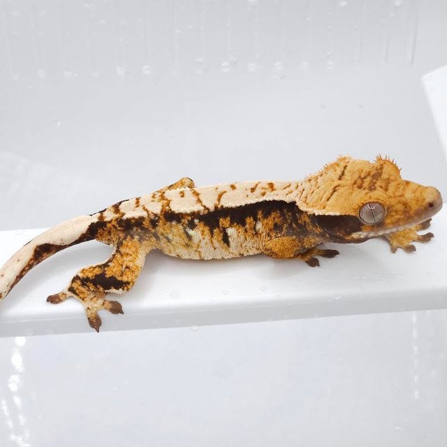 트라이 화이트스팟