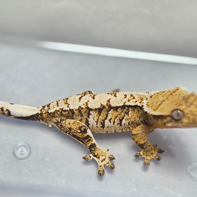 트라이 익스트림할리퀸