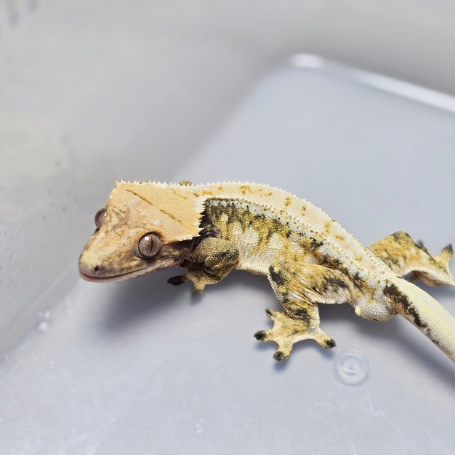 드리피 화이트스팟