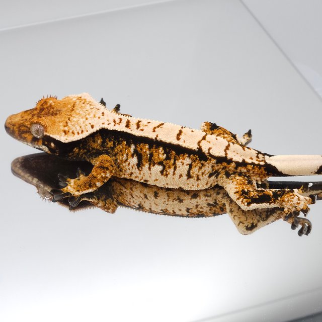 트라이 익스트림할리퀸 텐저린