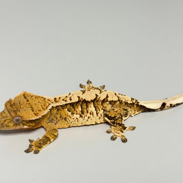 트라이 익스트림할리퀸