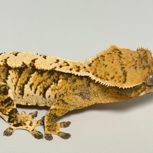 트라이 익스트림할리퀸