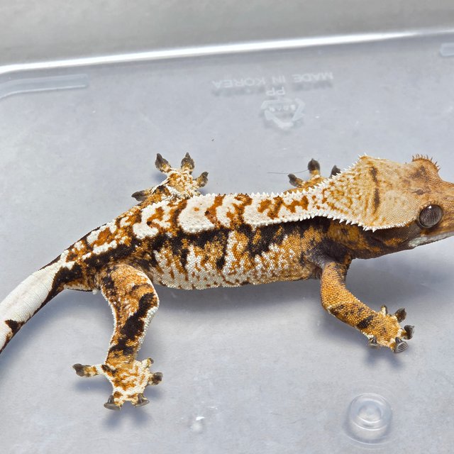 텐저린 트라이 익스트림할리퀸