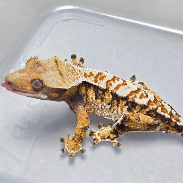 텐저린 트라이 익스트림할리퀸