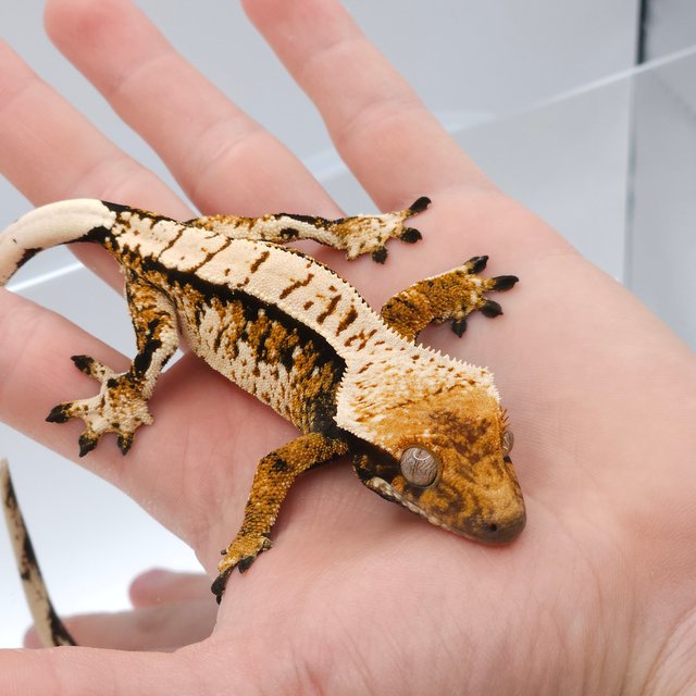 트라이 익스트림할리퀸 텐저린