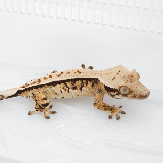 트라이 익스트림할리퀸