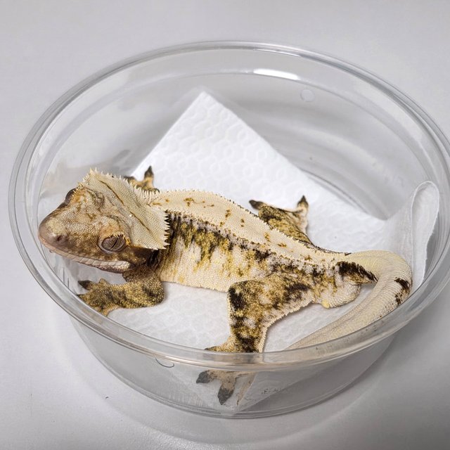 드리피 화이트스팟