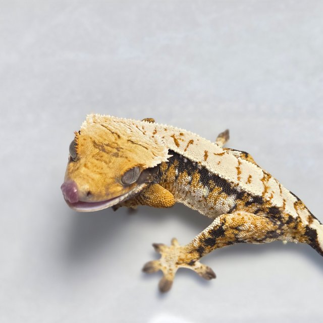 트라이 화이트스팟