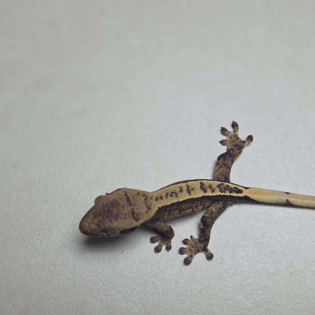 드리피 화이트스팟