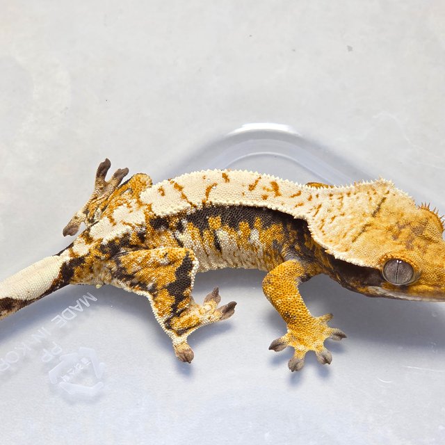 트라이 화이트스팟