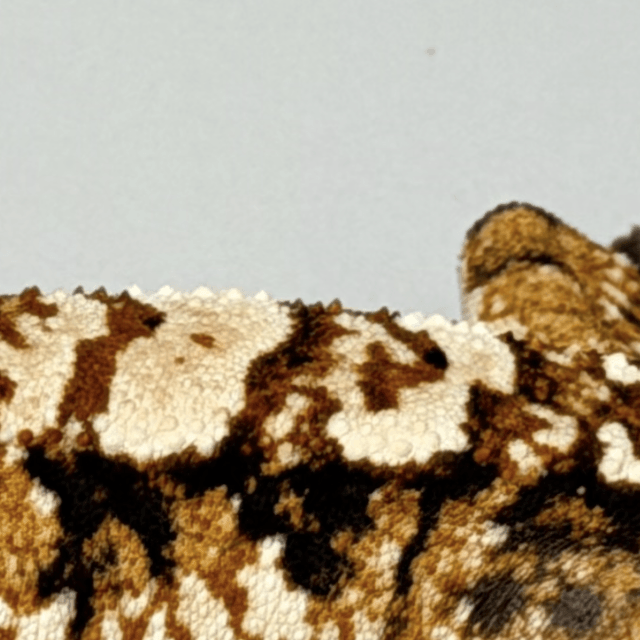 텐저린 트라이 익스트림할리퀸