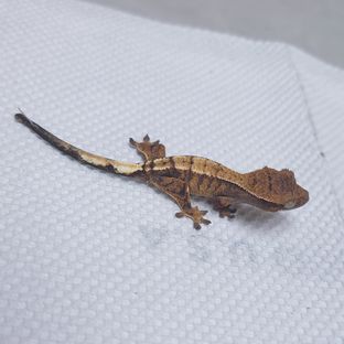 세이블 헷