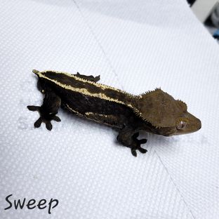 스윕