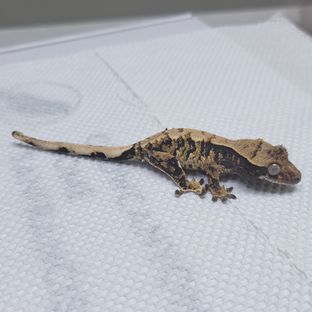 트라이