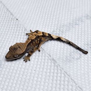 세이블 헷