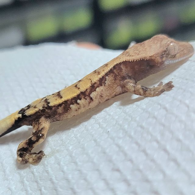 세이블