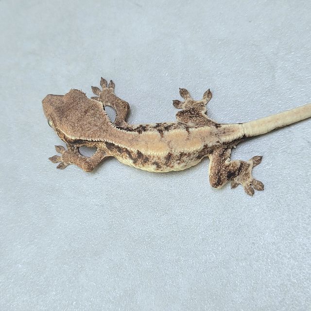 릴리 세이블