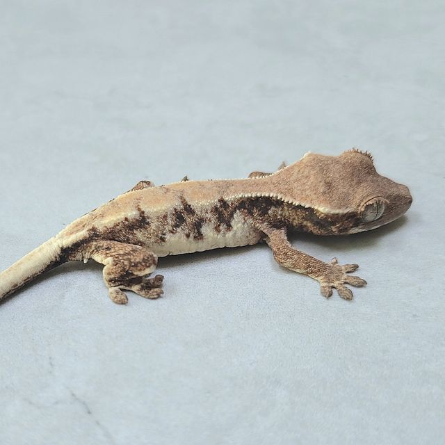 릴리 세이블