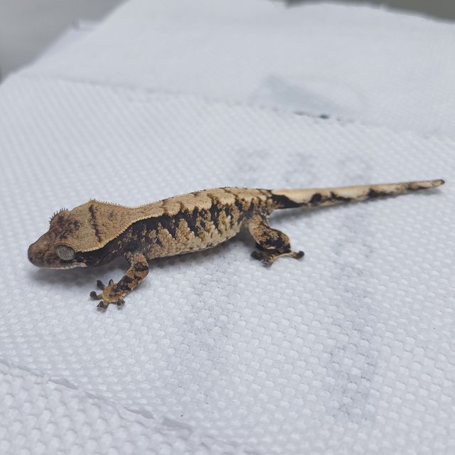 트라이