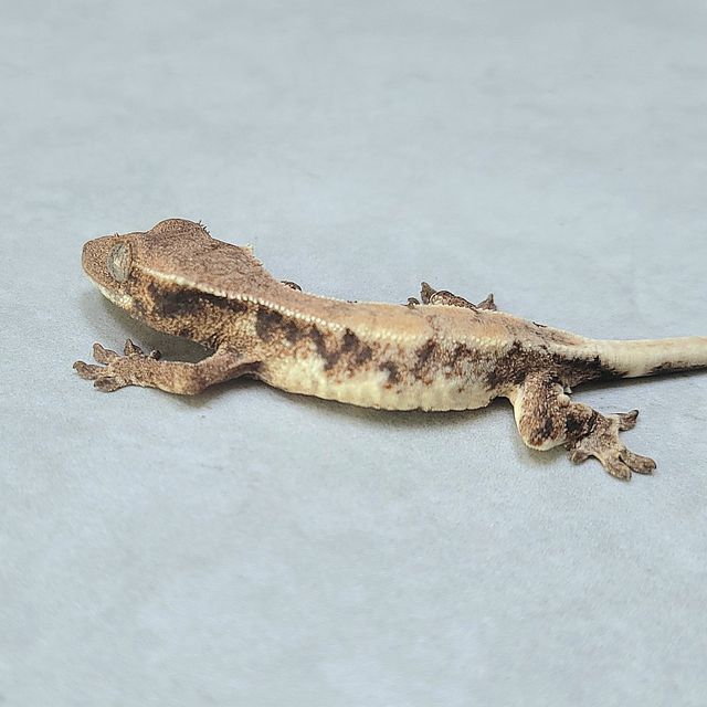 릴리 세이블