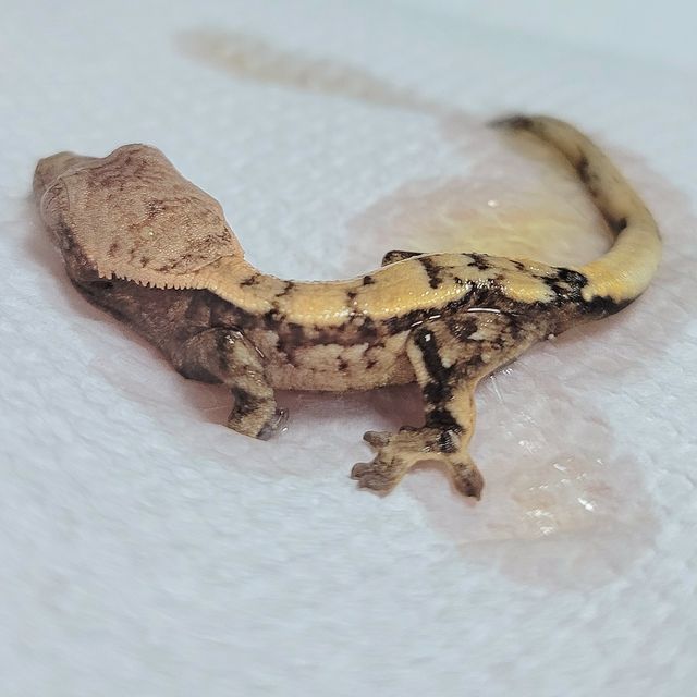 세이블