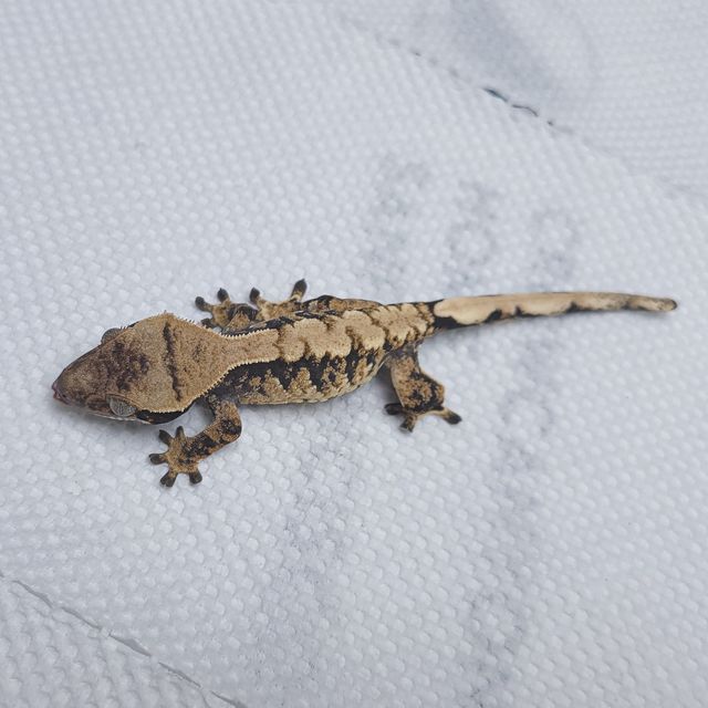 트라이