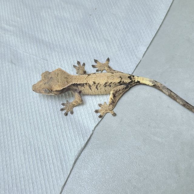 세이블