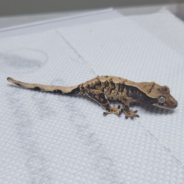 트라이