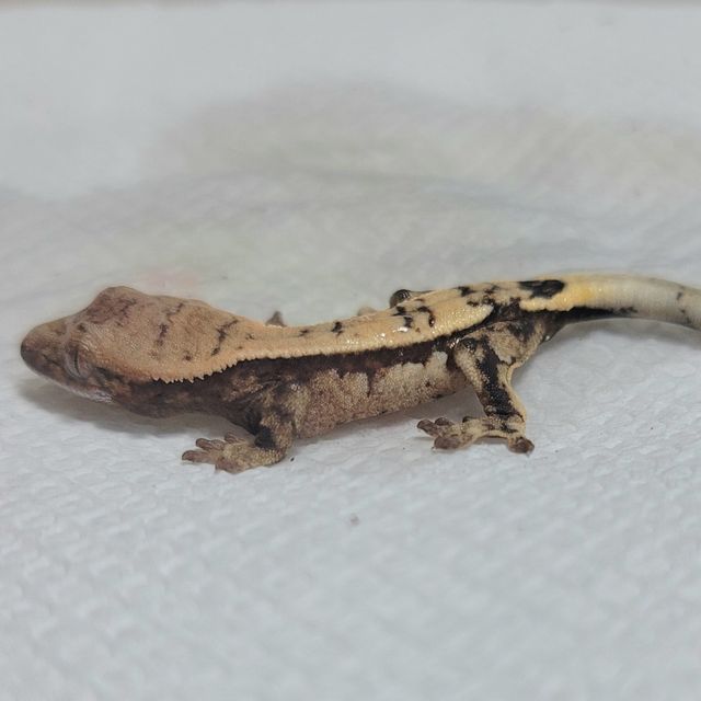 세이블