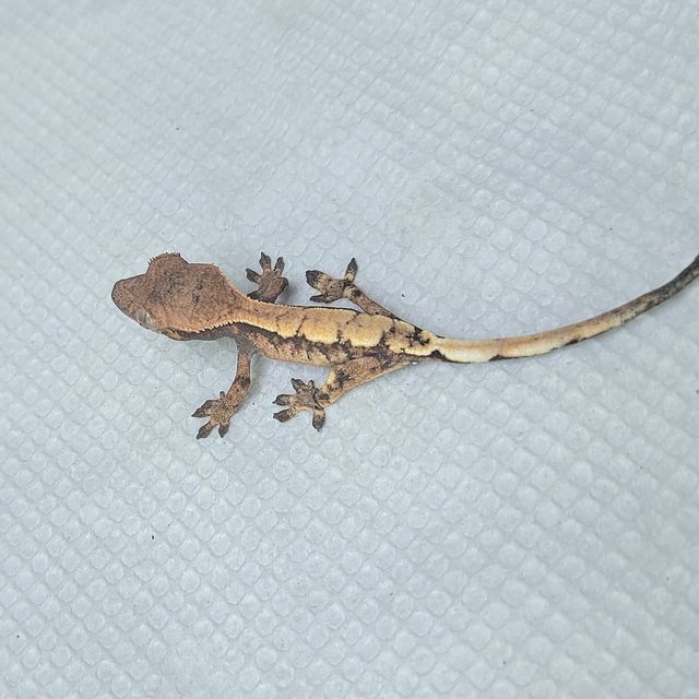 세이블