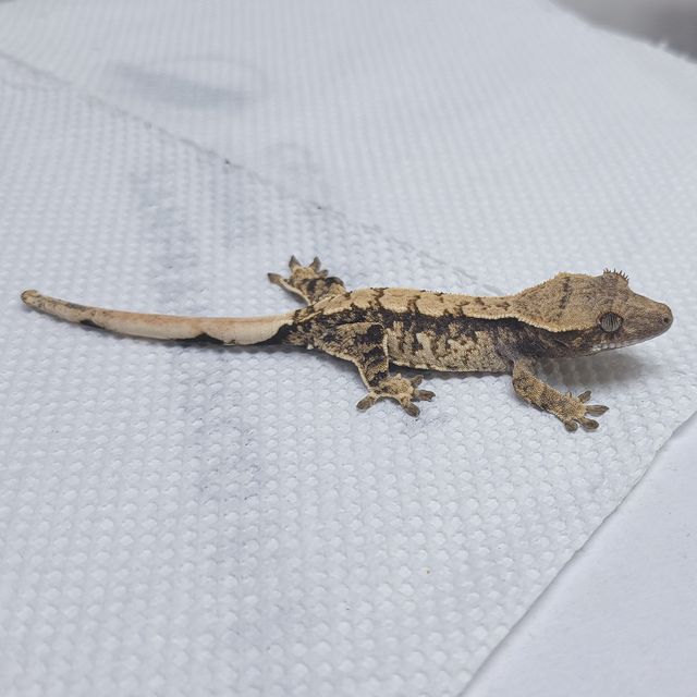 트라이
