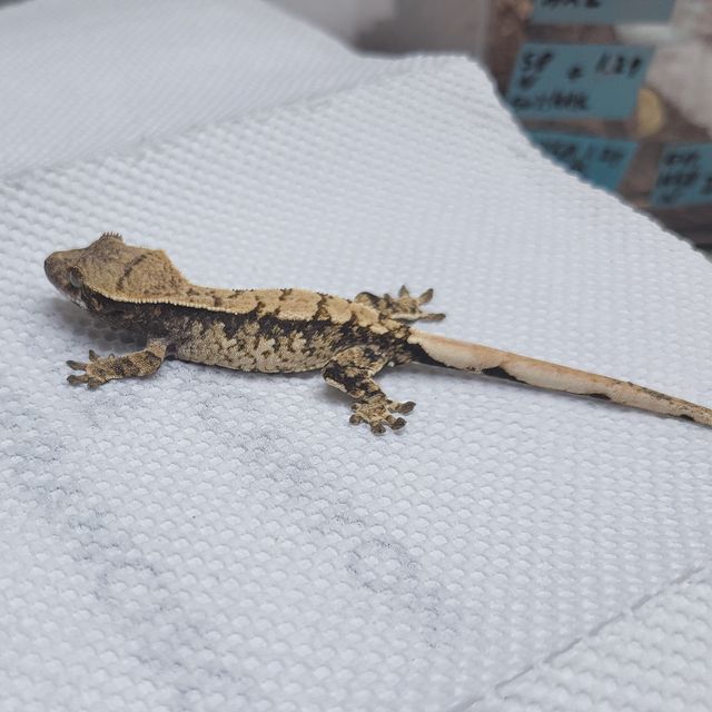 트라이