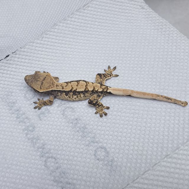 트라이
