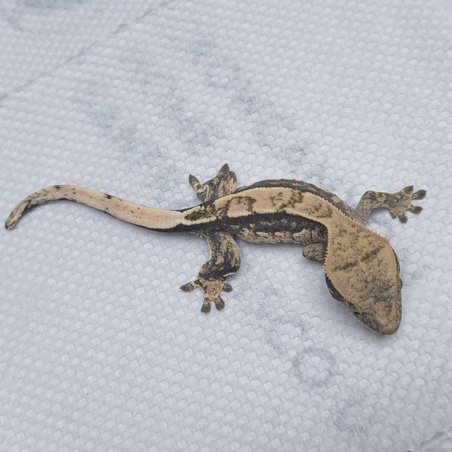 노멀