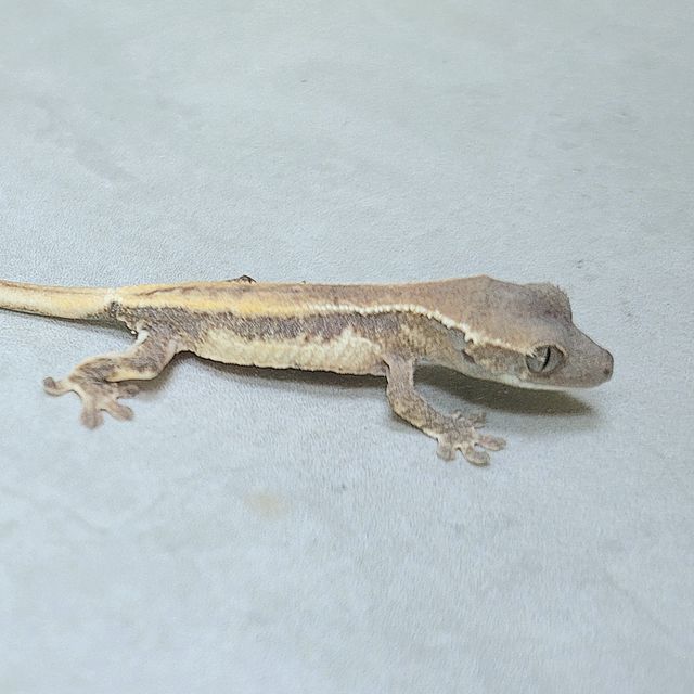 릴리 세이블