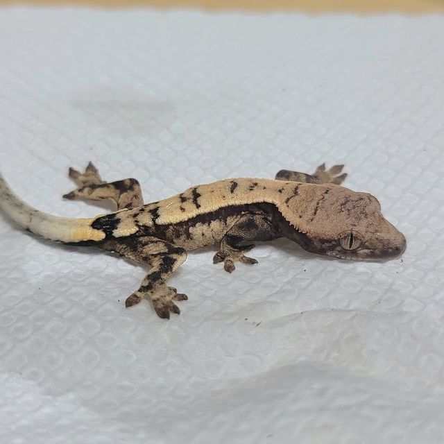 세이블