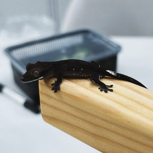 아잔틱