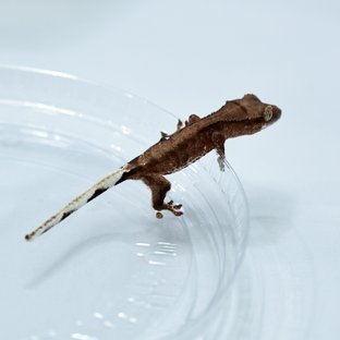 릴리100%헷아잔틱 팬텀