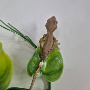 대롱
