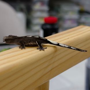 아잔틱