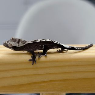 아잔틱