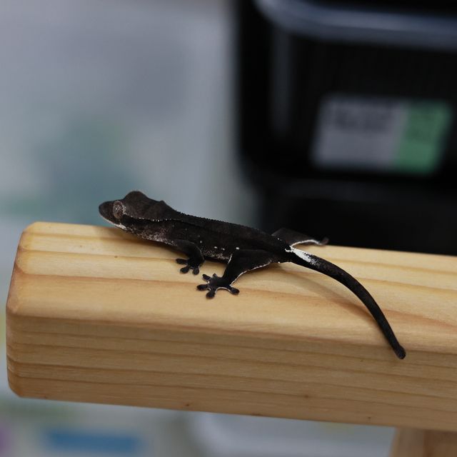 아잔틱