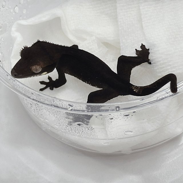 100%헷아잔틱 챠콜