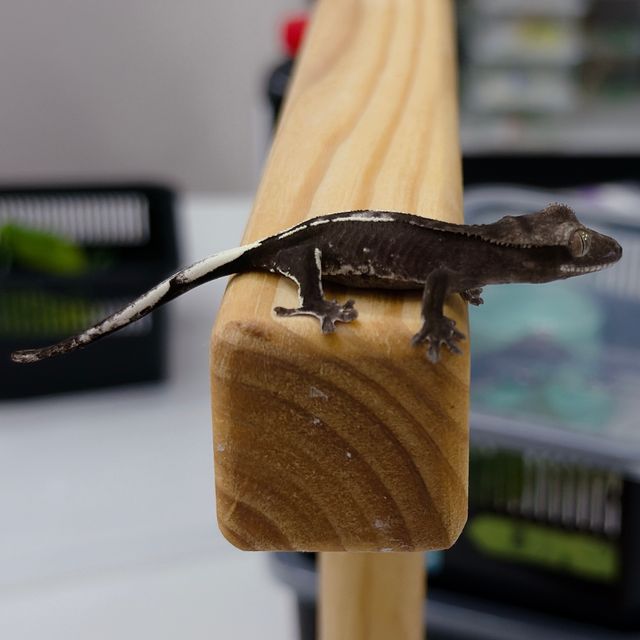 아잔틱