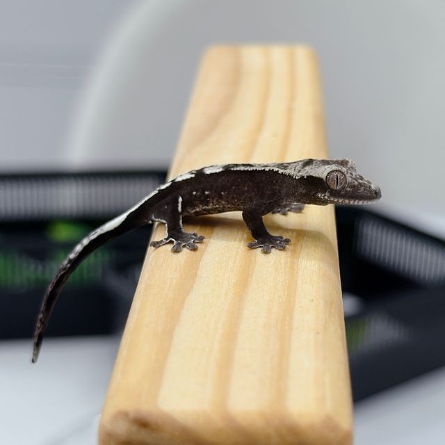 아잔틱