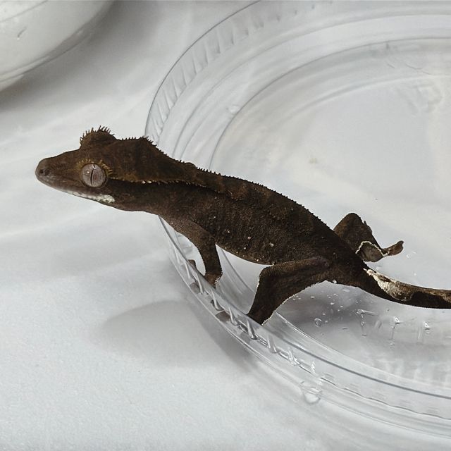 100%헷아잔틱 챠콜