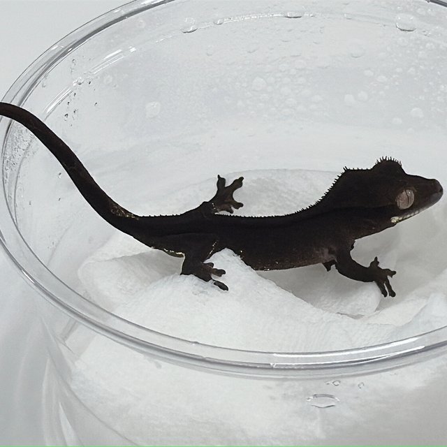 100%헷아잔틱 챠콜