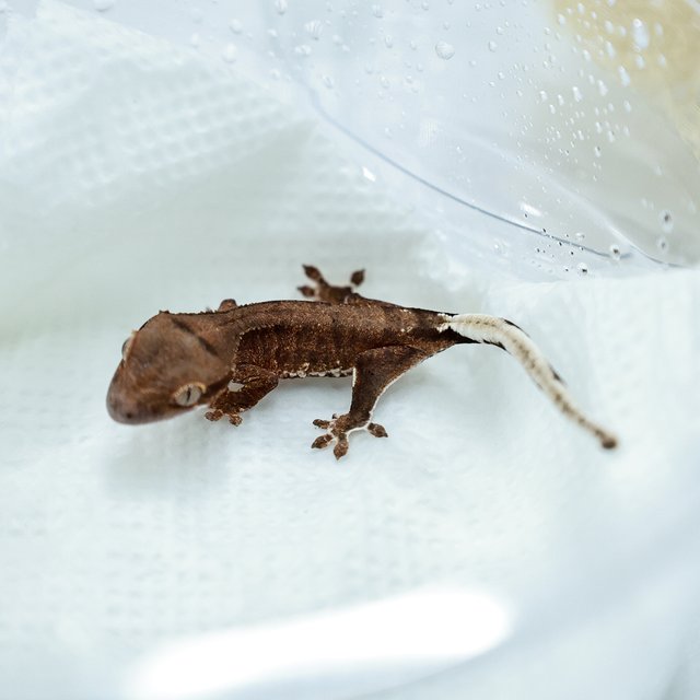 릴리100%헷아잔틱 팬텀